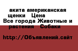 акита американская.щенки › Цена ­ 75 000 - Все города Животные и растения » Собаки   